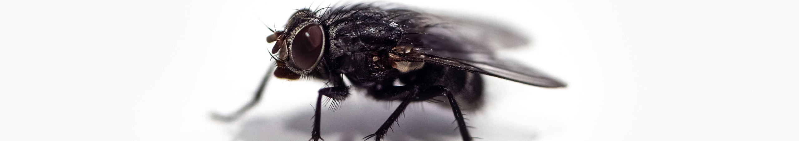 La Mouche